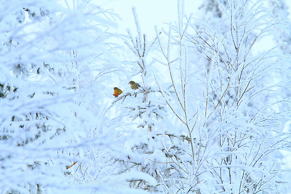 1109 - B - Parrot Crossbill