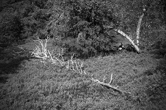 0898 - B - Fallen