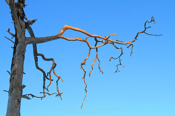 0940 - B - Branches reaching for light