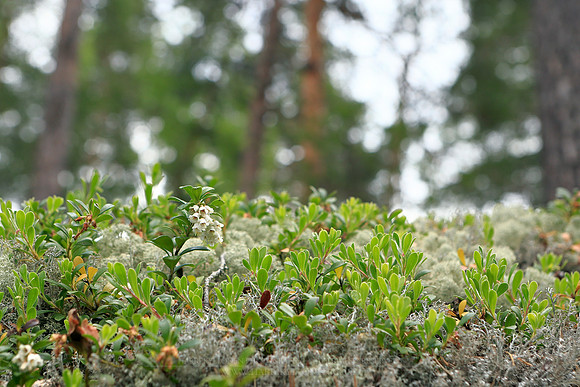 1441 - Forest miniature