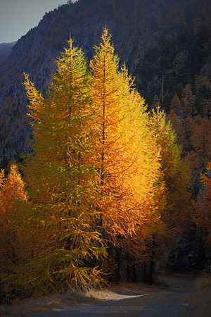 0804 - B - Autumn colour glow