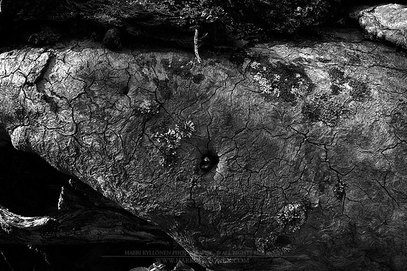 0897 - B - Old wood texture