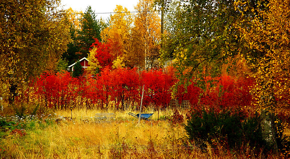 0264 - B - Wheelbarrow of colours