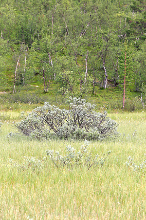 1430 - Bright bush