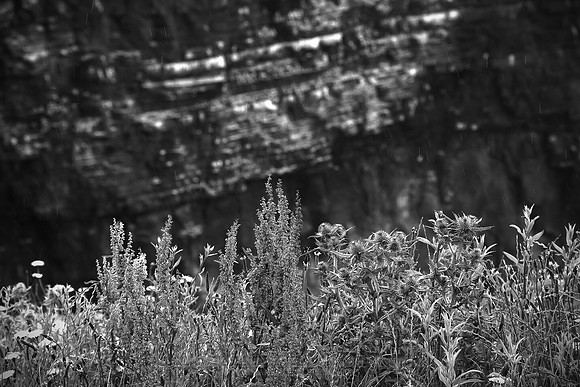 0776 - B - Flowers on Cliffs of Moher II