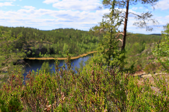 1444 - Heather at the edge
