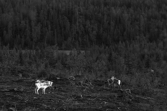 0859 - A - Reindeers on fjeld