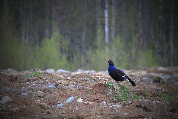 0885 - A - Black Grouse on a field