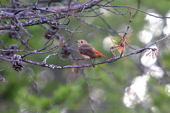 0883 - B - Common redstart female