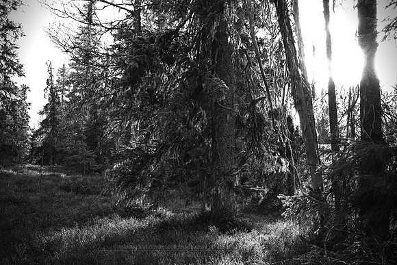 0886 - B - Forest back light