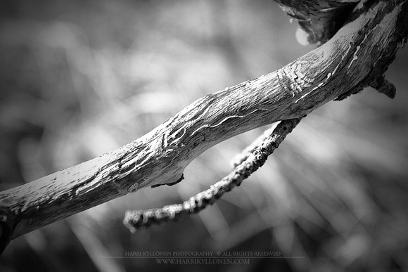 0844 - B - Branch