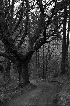 0806 - B - Oak and old road II