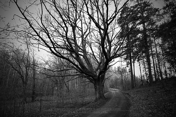 0807 - B - Oak and old road