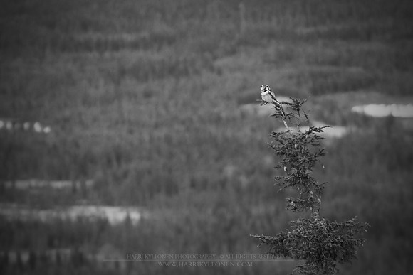 0888 - A - Northern Hawk-Owl bw