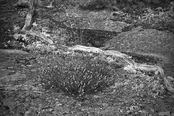 0906 - B - Heather and stump