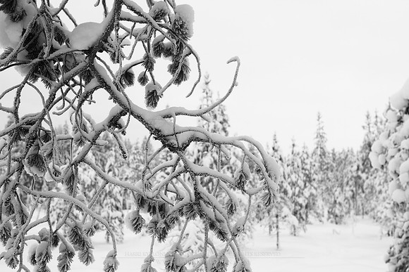 0923 - B - Snowy branches