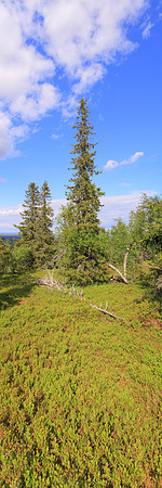 1371 - Northern trees