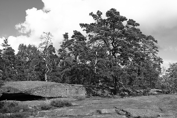 0904 - B - Trees on a cliff