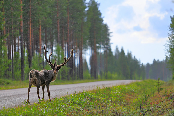 1484 - Standing reindeer in the rain