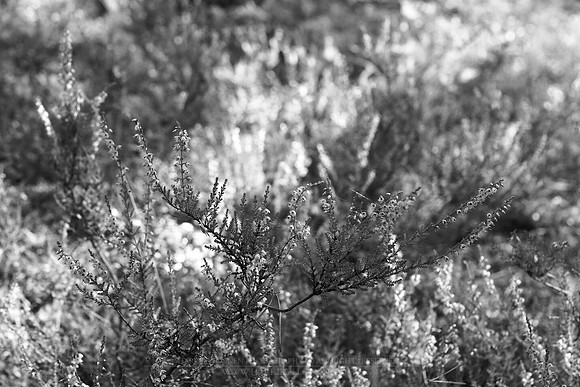 0901 - B - Heather III bw