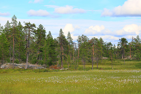 1491 - Välituvanmaa