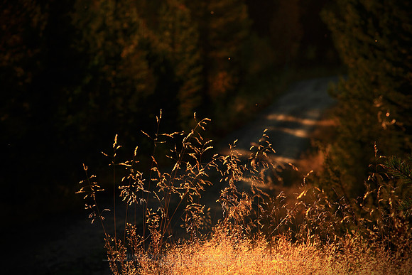0914 - B - Hidden forest road