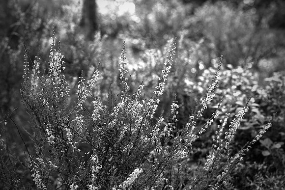 0903 - B - Heather II bw