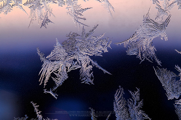 1436 - Delicate ice formations