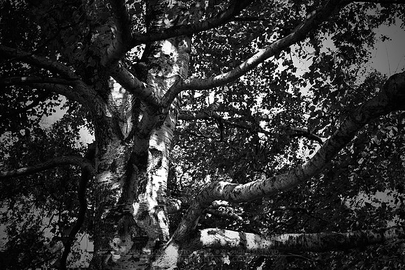 0834 - B - Birch branches
