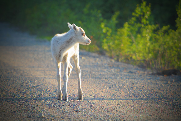 0892 - A - White reindeer fawn