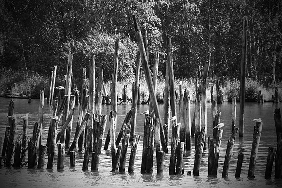 0827 - B - Poles and seaguls