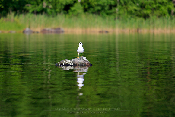 1479 - Seagull on the rock