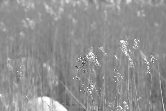 0805 - B - Hay