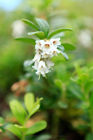 1460 - Lingonberry flowers