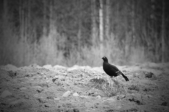 0884 - A - Black grouse on a field bw