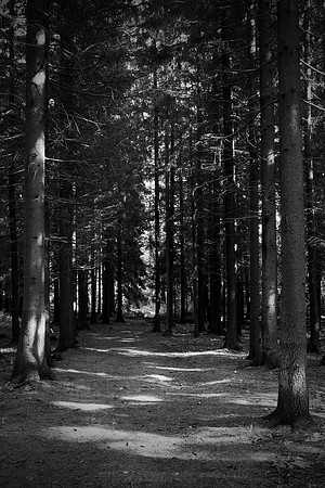 0909 - B - Forest path