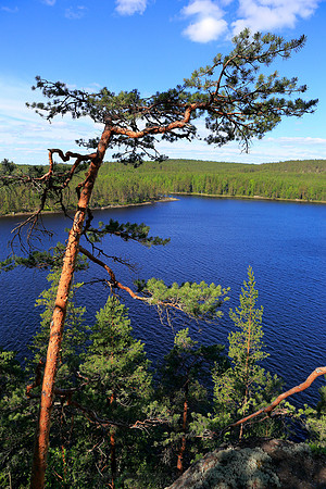 1485 - Summer colours at Tervajärvi