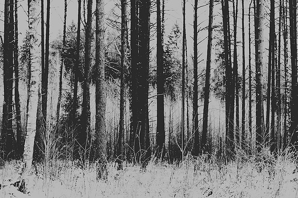 0825 - B - Different forest