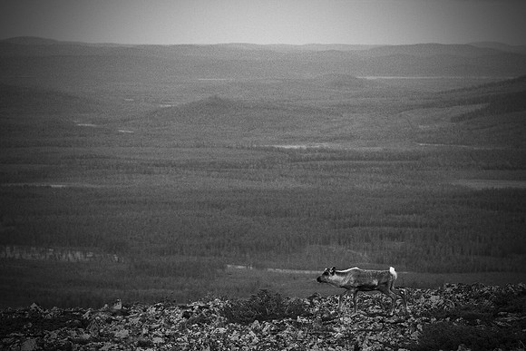0863 - A - Lonely traveller bw