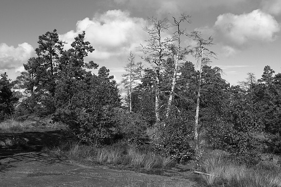 0908 - B - Trees on a cliff II