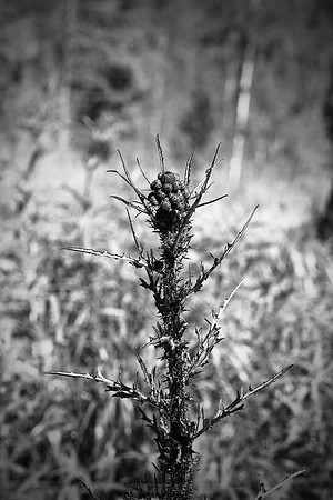 0809 - B - Spiky