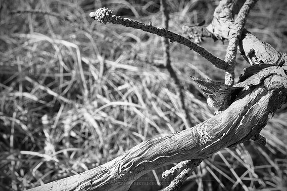 0843 - B - Branch II