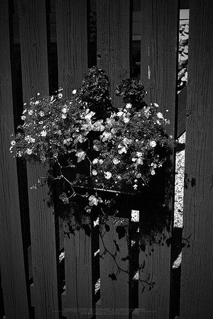 0831 - B - Flowers on fence