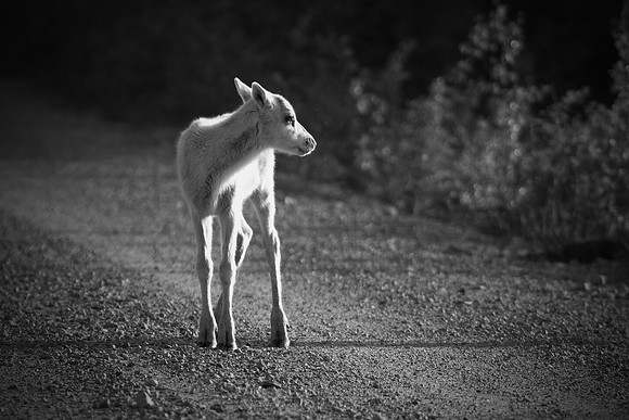 0891 - A - White reindeer fawn bw