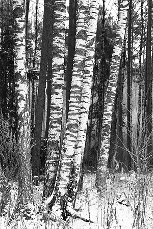 0826 - B - Birches