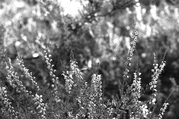 0902 - B - Heather bw