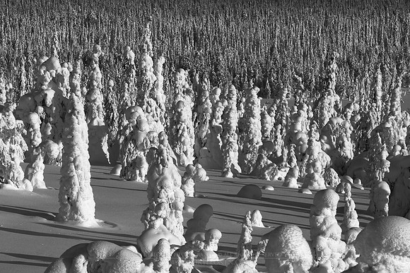 0836 - B - Crown snow-load forest