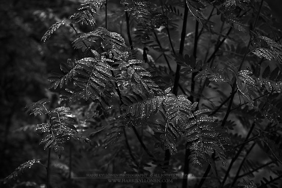 0814 - B - Drops on rowan leaves