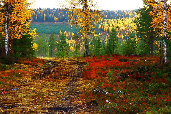 0271 - B - Forest road