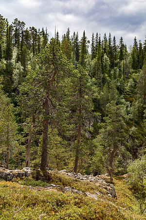 1861 - Old Forest